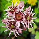 7020 Echeveria Chris Gilbert, Ravenseye Gallery, Peak District, Photographs, Courses